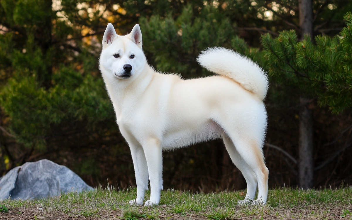 Korean Jindo standing alertly in a natural setting