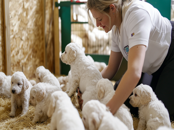 a breeder interacting with a litter of White Goldendoodle puppies