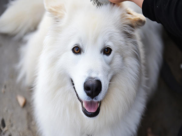 A Samoyed Lab Mix dog breed being brushed, highlighting proper grooming techniques