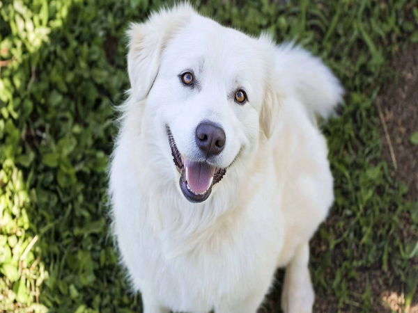 A happy Samoyed Lab Mix dog breed sitting outdoors with its fluffy coat and bright eyes