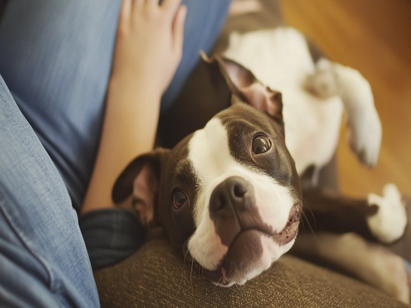 A playful Boston Terrier Pit Mix lounging with its owner