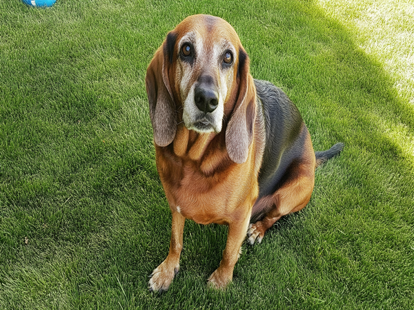 An image of a Bloodhound Basset mix sitting on a grassy lawn, highlighting their droopy ears and friendly expression