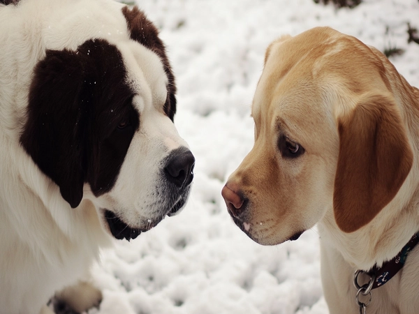 a Saint Bernard and a Labrador Retriever